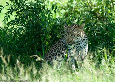 leopard (38 von 60).jpg